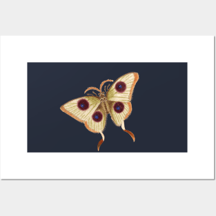 Butterfly Eyes wings Posters and Art